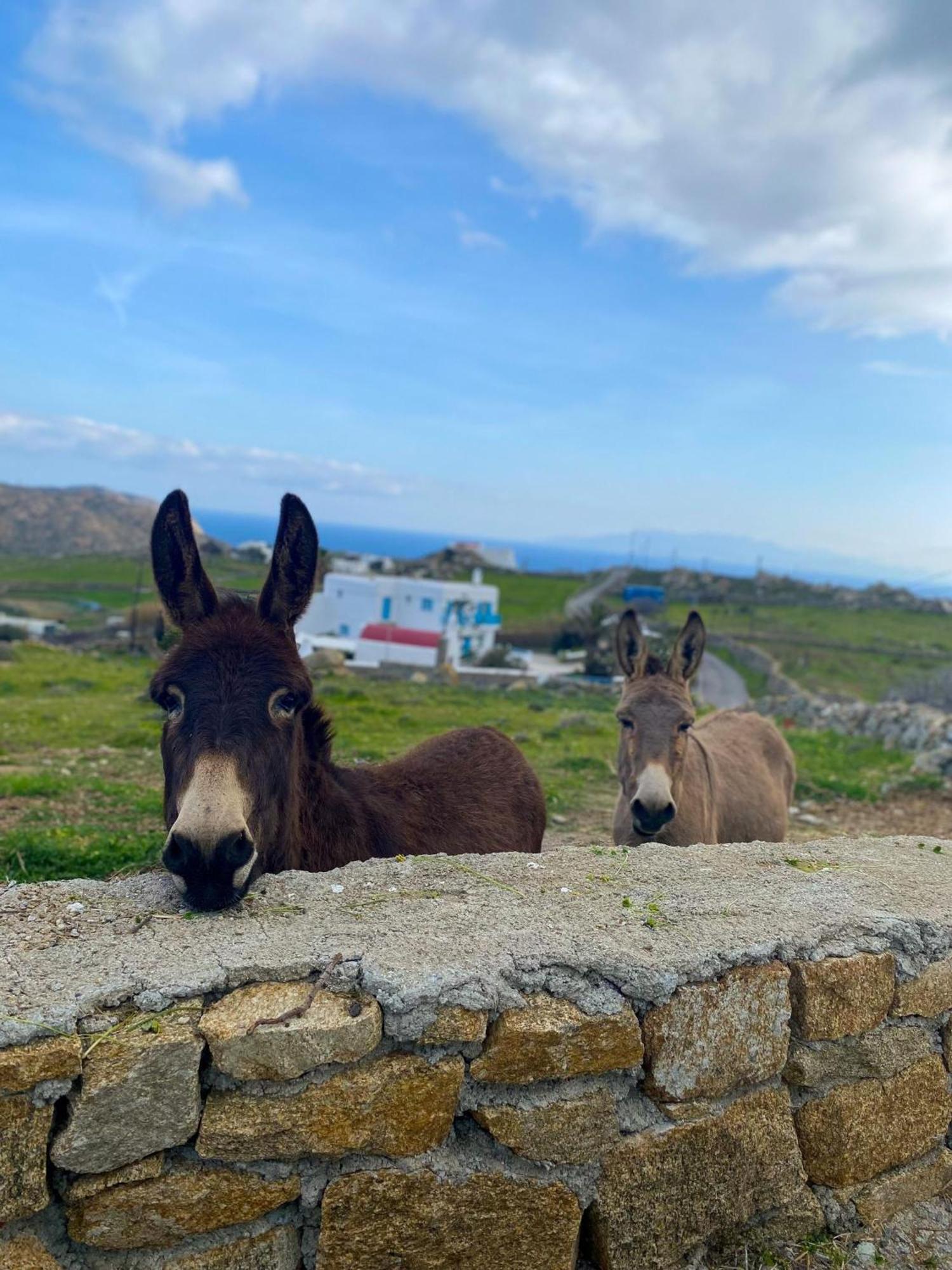 Naira Family Suites Mykonos Mykonos Town ภายนอก รูปภาพ